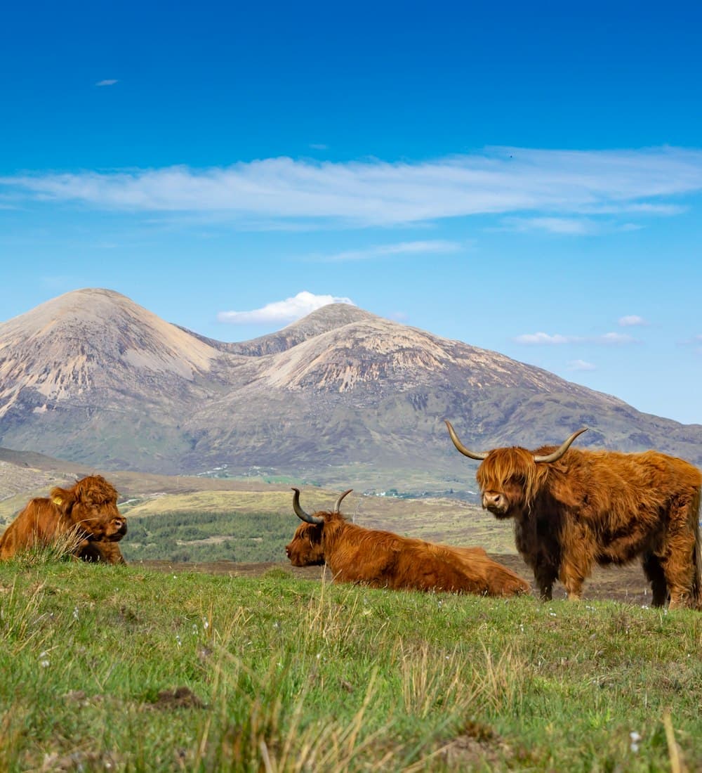 Highland cattle in the Scottish Highlands